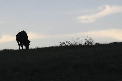 Custer State Park SD